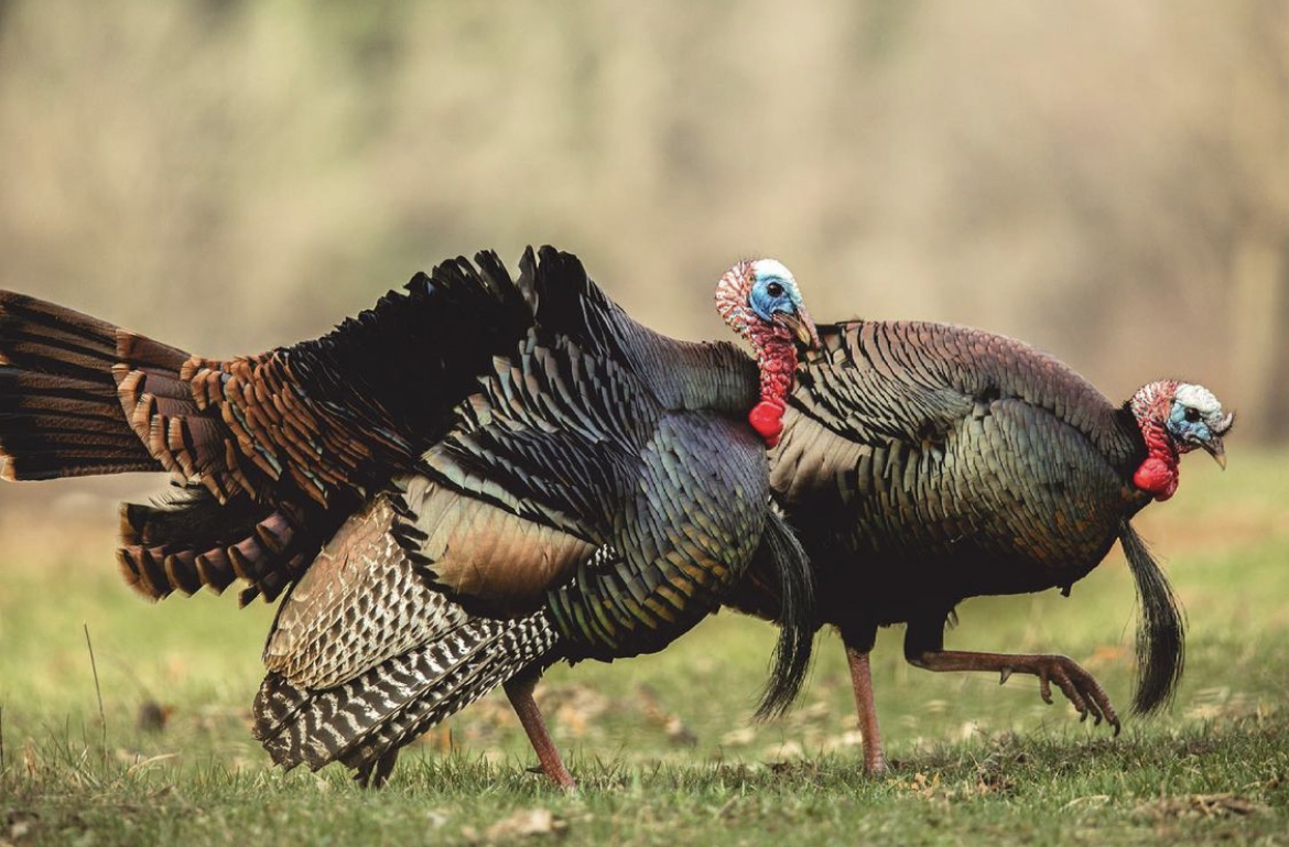 ☆The Turkeys☆専用 levi glines wild turkey 4.jpg